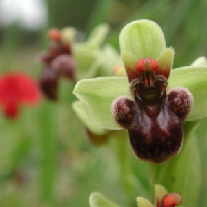 Photographie n°42973 du taxon Ophrys bombyliflora Link [1800]