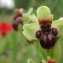  John De Vos - Ophrys bombyliflora Link [1800]