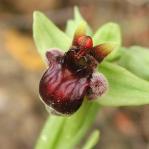 Photographie n°42975 du taxon Ophrys bombyliflora Link [1800]