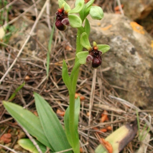Photographie n°42976 du taxon Ophrys bombyliflora Link [1800]