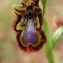  John De Vos - Ophrys ciliata Biv. [1806]