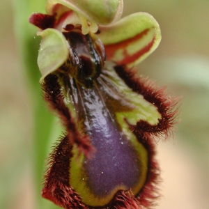 Photographie n°42978 du taxon Ophrys ciliata Biv. [1806]