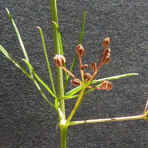 Photographie n°42979 du taxon Cyclospermum leptophyllum (Pers.) Sprague ex Britton & Wilson [1925]