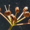  Bertrand BUI - Cyclospermum leptophyllum (Pers.) Sprague ex Britton & Wilson [1925]
