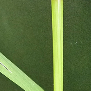 Photographie n°42987 du taxon Festuca gigantea (L.) Vill. [1787]