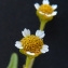  Bertrand BUI - Galinsoga parviflora Cav. [1795]