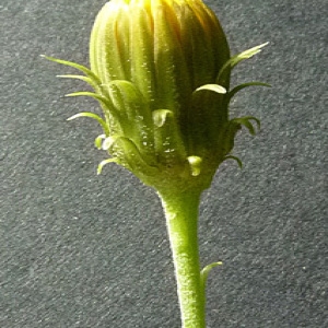 Photographie n°42991 du taxon Hieracium umbellatum L. [1753]