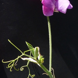 Lathyrus cyprius Rech.f. (Pois de senteur)