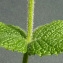  Bertrand BUI - Mentha suaveolens Ehrh. [1792]