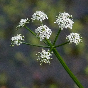 Photographie n°43005 du taxon Oenanthe aquatica (L.) Poir. [1798]