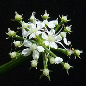Phellandrium divaricatum Gray (Fenouil d'eau)