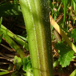 Pastinaca sativa L. subsp. sativa (Panais cultivé)