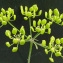  Bertrand BUI - Pastinaca sativa subsp. urens (Req. ex Godr.) Celak. [1875]