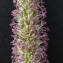  Bertrand BUI - Phleum pratense L. [1753]