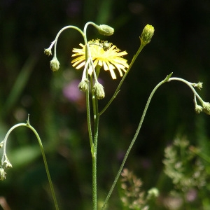 Photographie n°43030 du taxon Hieracium laevigatum Willd. [1803]