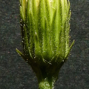 Photographie n°43031 du taxon Hieracium laevigatum Willd. [1803]