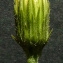  Bertrand BUI - Hieracium laevigatum Willd. [1803]