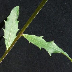 Photographie n°43033 du taxon Hieracium laevigatum Willd. [1803]