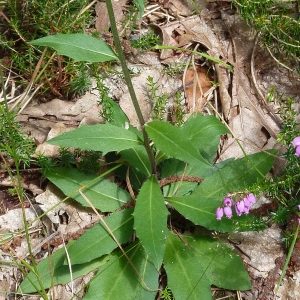 Photographie n°43034 du taxon Hieracium laevigatum Willd. [1803]