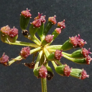 Photographie n°43036 du taxon Peucedanum gallicum Latourr. [1785]