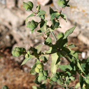 Photographie n°43041 du taxon Euphorbia lathyris L.