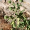  John De Vos - Euphorbia lathyris L.