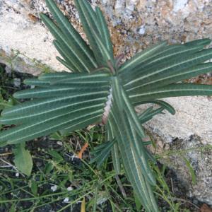 Photographie n°43043 du taxon Euphorbia lathyris L.