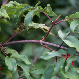 Photographie n°43047 du taxon Sambucus racemosa L. [1753]