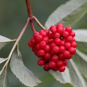 Photographie n°43048 du taxon Sambucus racemosa L. [1753]