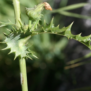 Photographie n°43050 du taxon Sonchus asper (L.) Hill [1769]