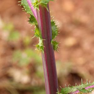 Photographie n°43055 du taxon Sonchus asper (L.) Hill [1769]