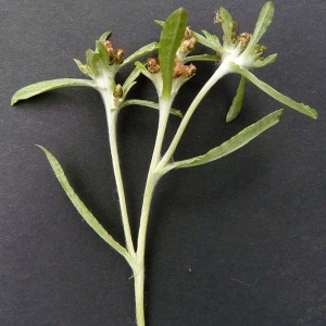 Photographie n°43064 du taxon Gnaphalium uliginosum L. [1753]