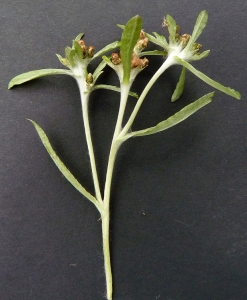 Bertrand BUI, le 13 août 2011 (Sucy-en-Brie (Forêt de Notre Dame))