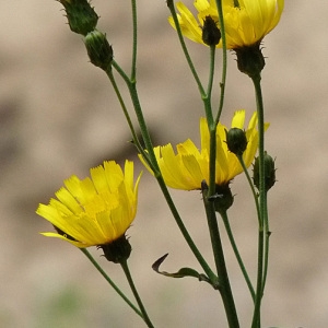 Photographie n°43066 du taxon Hieracium umbellatum L. [1753]