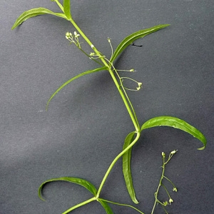 Photographie n°43076 du taxon Veronica scutellata L. [1753]