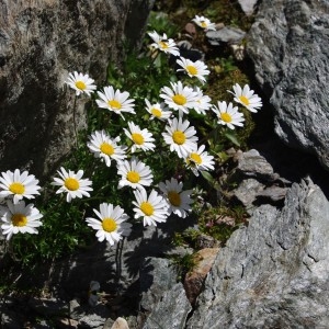 Photographie n°43085 du taxon Leucanthemopsis alpina (L.) Heywood [1975]