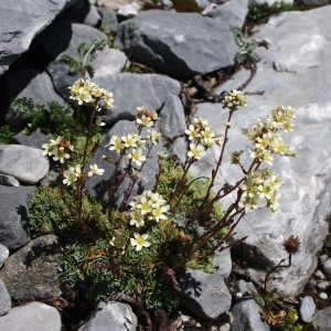 Photographie n°43086 du taxon Saxifraga paniculata Mill. [1768]