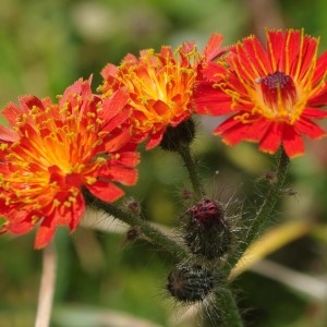 Photographie n°43090 du taxon Hieracium aurantiacum L. [1753]