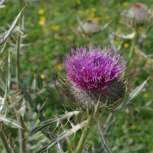 Photographie n°43091 du taxon Cirsium eriophorum (L.) Scop. [1772]