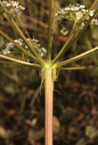 John De Vos, le 14 août 2011 (Mas-de-Londres (Mas Noir))