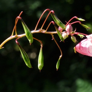 Photographie n°43119 du taxon Impatiens glandulifera Royle [1833]