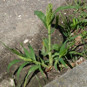 Photographie n°43121 du taxon Panicum miliaceum L. [1753]