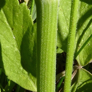 Photographie n°43122 du taxon Pastinaca sativa subsp. urens (Req. ex Godr.) Celak. [1875]