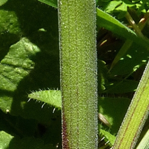 Photographie n°43123 du taxon Pastinaca sativa subsp. urens (Req. ex Godr.) Celak. [1875]