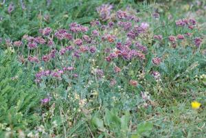 Jean René Garcia , le 30 mai 2011 (Graissessac (Monts d'Orb))