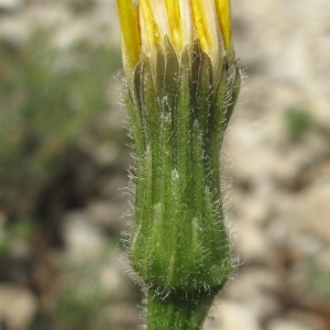 Leontodon asper subsp. biscutellifolius (DC.) Nyman (Liondent à feuilles crépues)