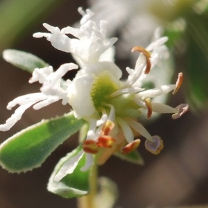 Photographie n°43144 du taxon Reseda phyteuma L. [1753]