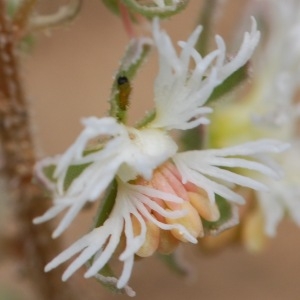 Photographie n°43146 du taxon Reseda phyteuma L. [1753]