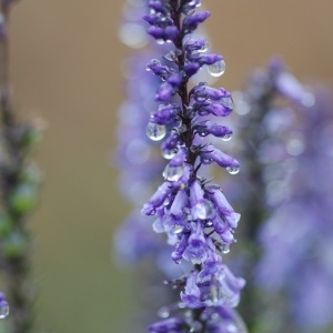 Photographie n°43149 du taxon Anarrhinum bellidifolium (L.) Willd. [1800]