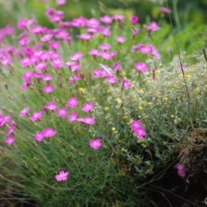 Photographie n°43153 du taxon Dianthus pungens subsp. ruscinonensis (Boiss.) M.Bernal, M.Laínz & Muñoz Garm. [1987]